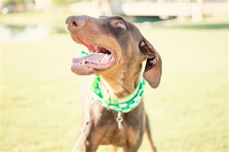 Vaccinations clinic in flagstaff, az. Natalie Carroll, Author at Desert Harbor Doberman Rescue ...