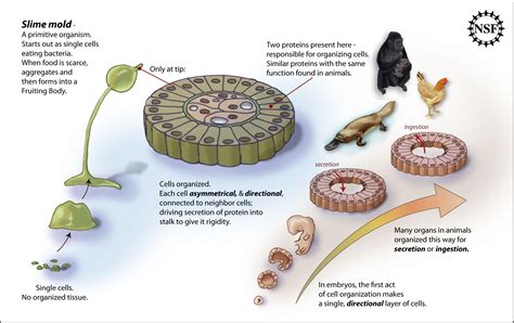 How The Slime Mold Gets Organized All Images Nsf National Science