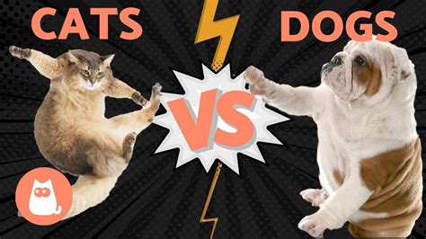 Dogs Vs Cats Who Wins Using Scientific Research Youtube