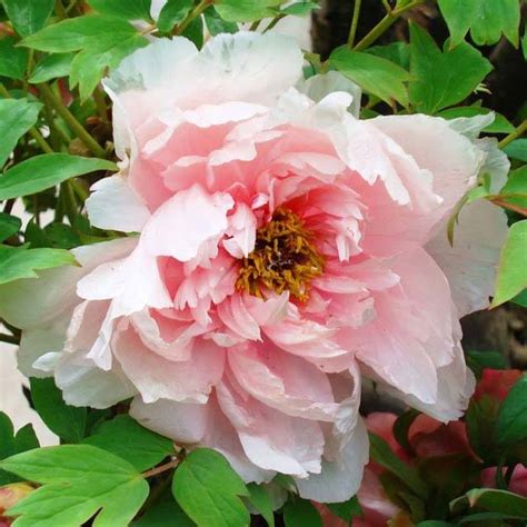 In the months of may and june, they can grow. Tree Peonies For Sale UK. Buy Tree Peony Online