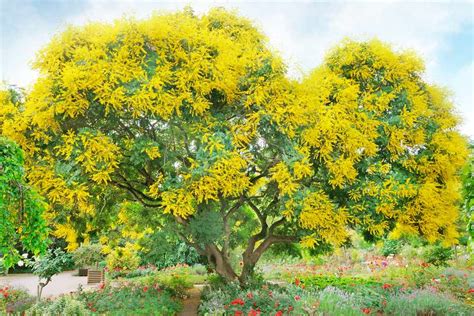 Acacia Dealbata Mimosa Tree Bbc Gardeners World Magazine