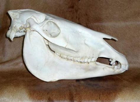 African Burchell Zebra Skull