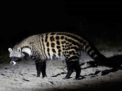 Hunting African Civet In South Africa Somerby Safaris