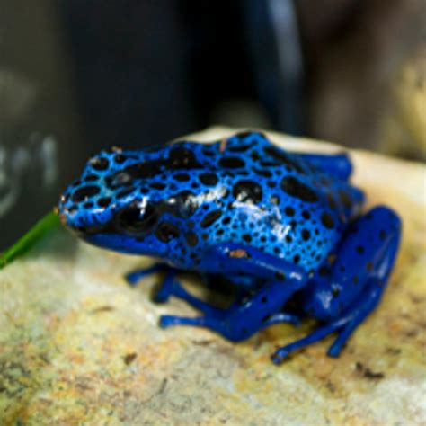 Blue Azureus Dart Frog For Sale
