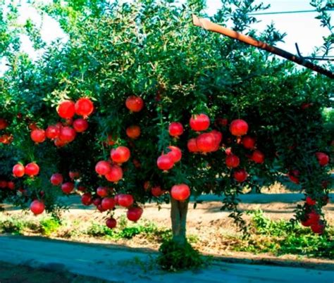 Beautiful Fruit Trees The Best Low Maintenance Fruit Trees Arbor Day