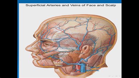 It is possible of retrograde infection from the infection of the brain through dangerous area of face can occur in person of any age. 08 VENOUS DRAINAGE OF THE SCALP AND FACE - YouTube