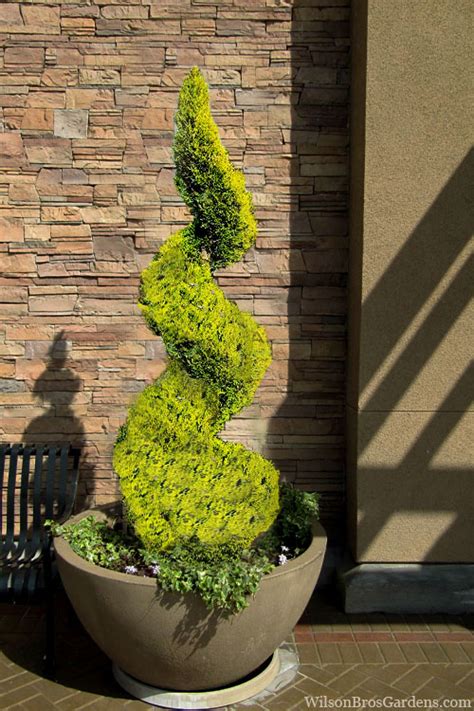 Buy Goldcrest Monterey Lemon Cypress Spiral Topiary Free Shipping