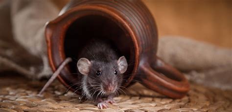 Das eigene heim in der stadt muss nicht teuer sein. Mäuse in der Wohnung bekämpfen