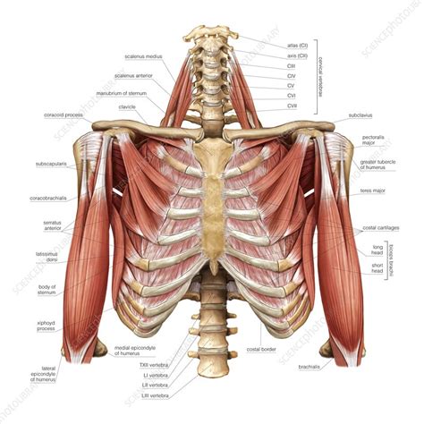 Muscles Of Anterior Thoracic Wall Photograph By Asklepios