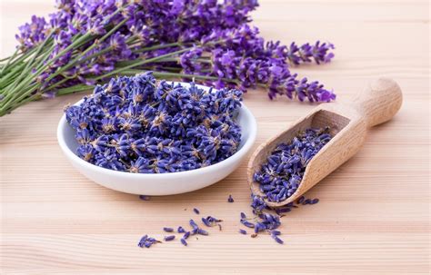 Culinary Uses For Lavender Indoor Plant Guides