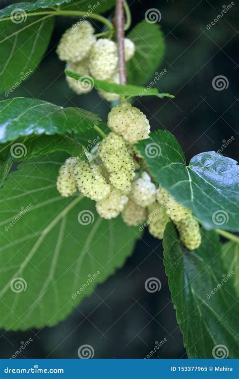 Fresh White Mulberries And Leaves On Tree Stock Image Image Of Background Blossom 153377965