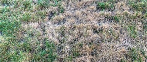 Does Grass Go Dormant Or Die In The Winter