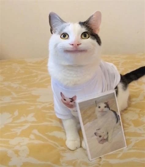 Polite Cat Wearing His Own Merch Raww