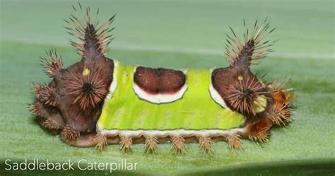 How To Deal With Saddleback Caterpillars In Your Garden