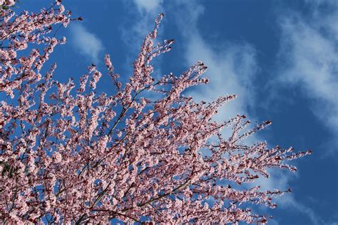 Sakura Blossoms Free Stock Photo Public Domain Pictures