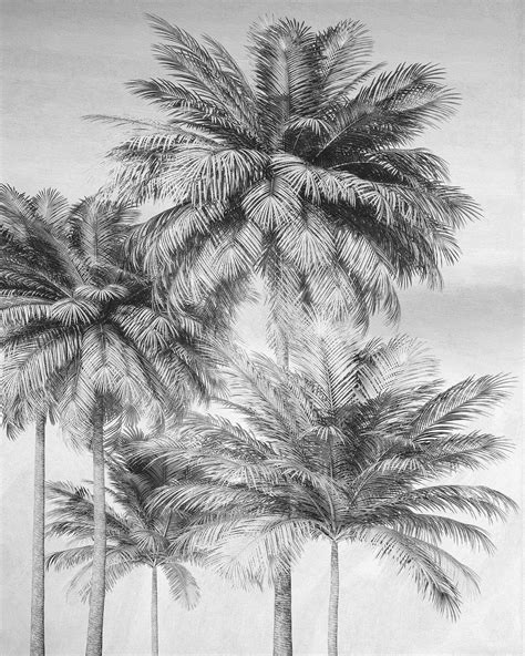 Black And White Tropical Wallpapers Top Free Black And White Tropical