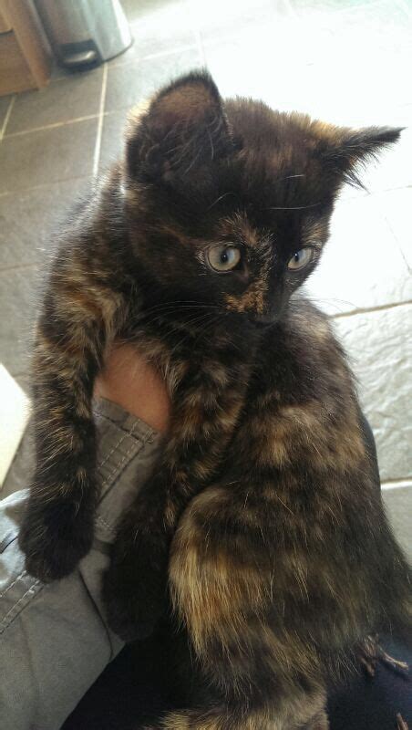 Cute Black And Brown Kitten 10 Weeks Old Chorley