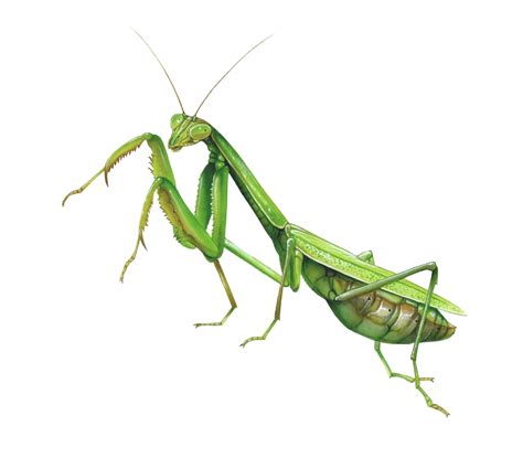 Image Européenne Mantis Png Png Mart