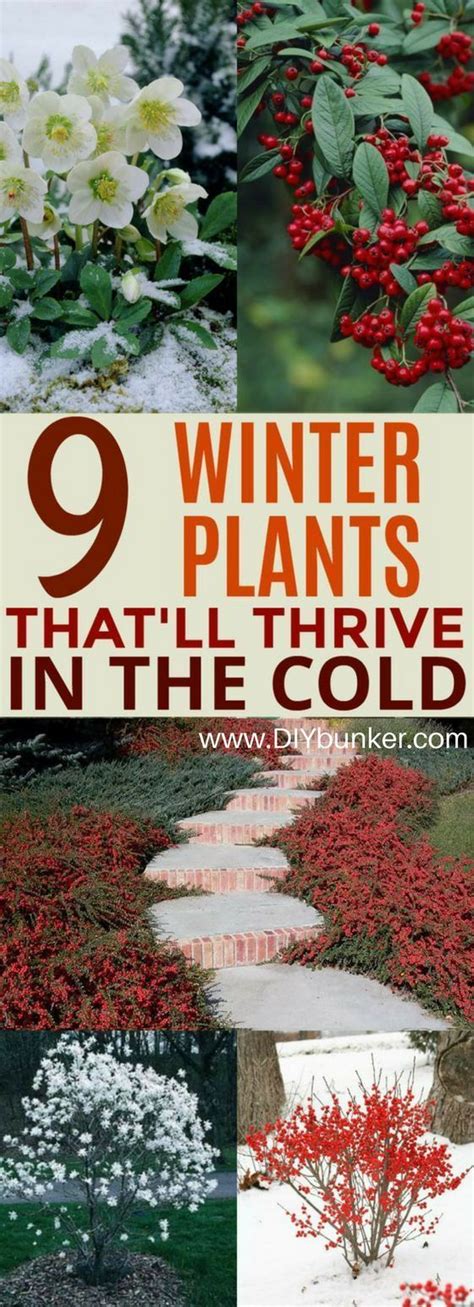 These 9 Winter Plants Are Incredible Theyre So Vibrant And Will