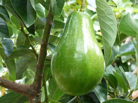 How do you take care of an avocado plant? Pin by Sarah Pka on Viva The Avocado! | Avocado ...