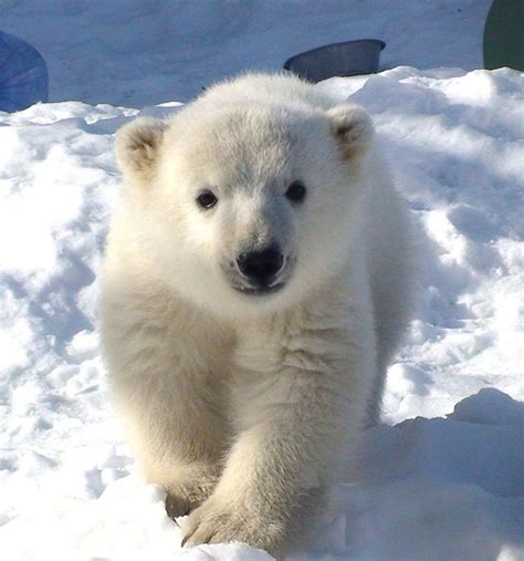 Polar Bear Cute Polar Bear Baby Polar Bears Polar Bear