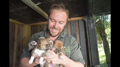 Gallery Dingo Pups Born At The Reptile Park Hit Network