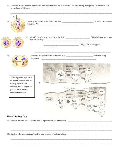 Mitosis Versus Meiosis Worksheet