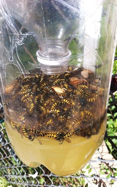 public urged to drown wasps in beer in bizarre conservation project condemned by wildlife experts