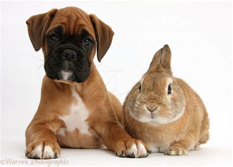 Boxer Puppies Wallpapers Wallpaper Cave