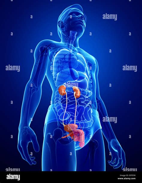 Male Urinary System Hi Res Stock Photography And Images Alamy