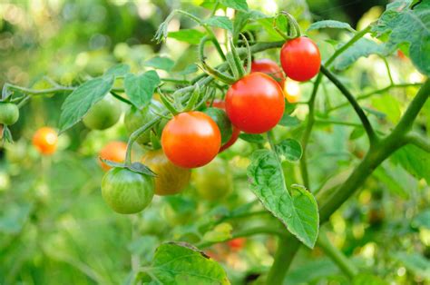 Experiment And Enjoy Growing Tomatoes In Your Small Backyard