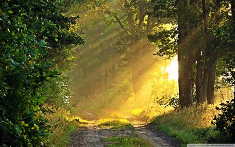 Download Sunny Morning Forest Path Ultrahd Wallpaper Wallpapers Printed