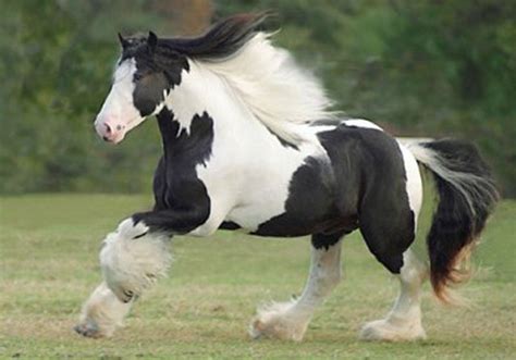 The Most Beautiful Horse Ever In My Opinion Clydesdale Horses