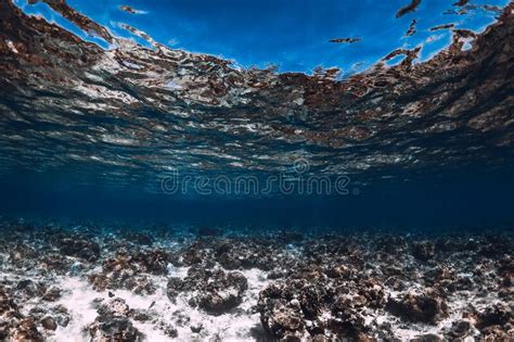 Corals Underwater And Beautiful Tropical Fishs In The Indian Ocean