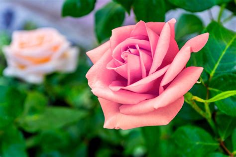Kopi Hangat Foto Bunga Mawar Yang Cantik