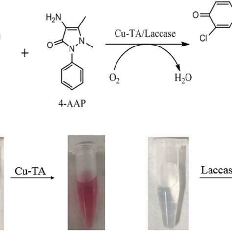 Reaction Of 24 Dp And 4 Aap Catalyzed By Cu Ta Nanozyme Or Laccase A