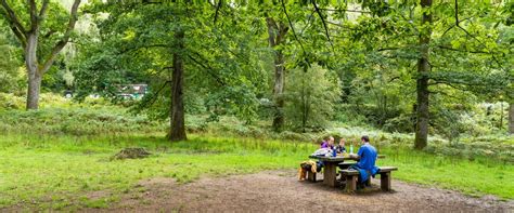 Picnics At Wenchford Forestry England
