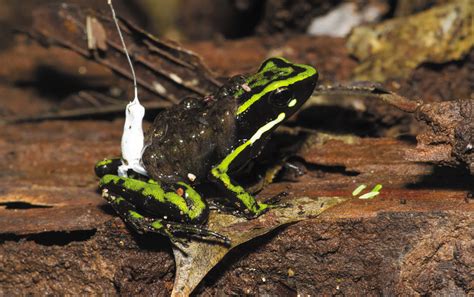 Frogs are fun and interesting creatures. Poison Frog Fathers Ferry Their Tadpoles Great Distances ...