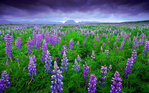 Iceland Lavender Fields Purple Flowers Mountains Sky Clouds