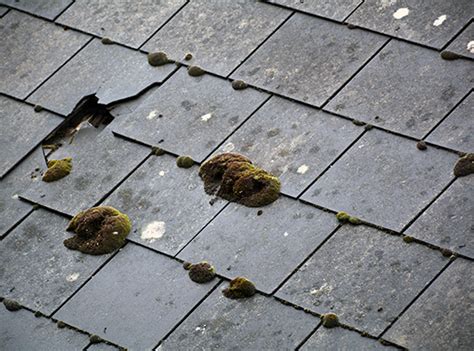 How Does Mold Get On My Roof Homemd Specialists In Mold Problems