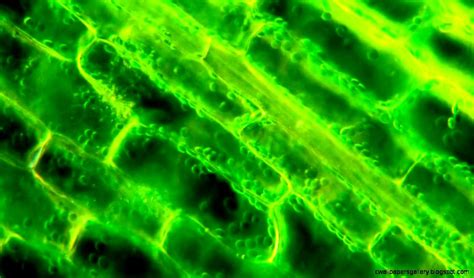 Find images of plant cell. Real Plant Cell | Wallpapers Background
