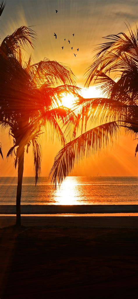 Nl74 Beach Vacation Summer Night Sunset Red Palm Tree Palm Tree