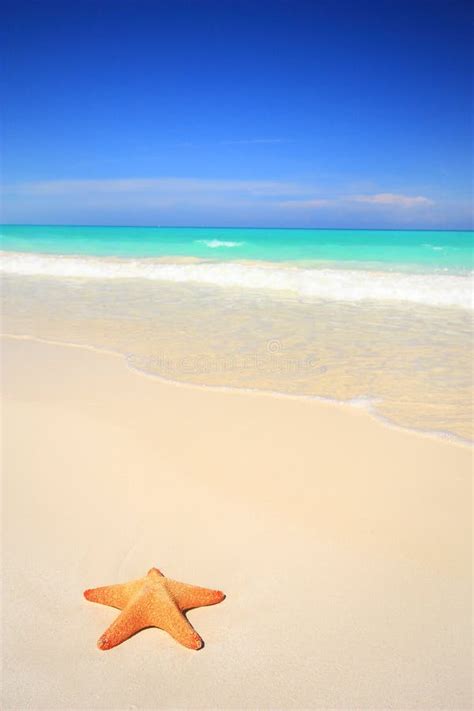 Estrellas De Mar En La Playa Imagen De Archivo Imagen De Shape Color