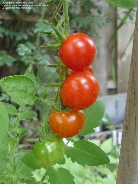 As your homegrown cherry tomato plant indoor gets bigger, you will have to move the. PlantFiles Pictures: Cherry Tomato 'Mexico Midget ...