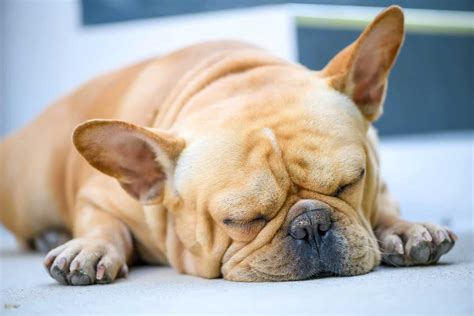 Lazy Dog Breeds Basset Hounds French Bulldogs Broholmers
