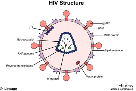 Hiv Human Immunodeficiency Virus Pictures