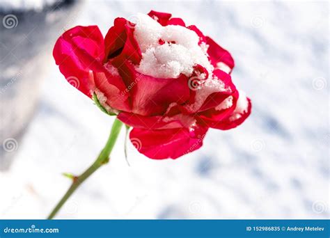 Red Rose Covered With Snow In Winter Against The White Stock Image