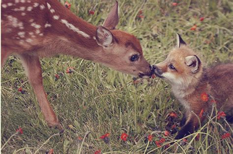 158 free images of deer+bambi. animal, bambi, deer, fox - image #136338 on Favim.com