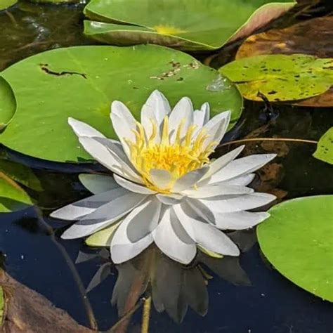 How To Plant And Grow Water Lilies Nymphaea Spp Pond Informer