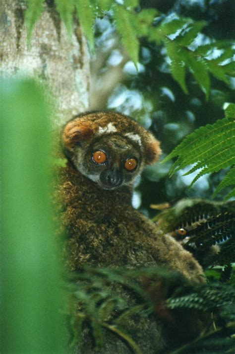 Avahi Laniger Eastern Woolly Lemur Perinet Reserve Leonora Ellie